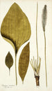 Plantago maxima - Nikolaus Joseph Freiherr von Jacquin — weergave van het kunstwerk