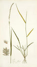 Poa ciliaris - Nikolaus Joseph Freiherr von Jacquin — weergave van het kunstwerk