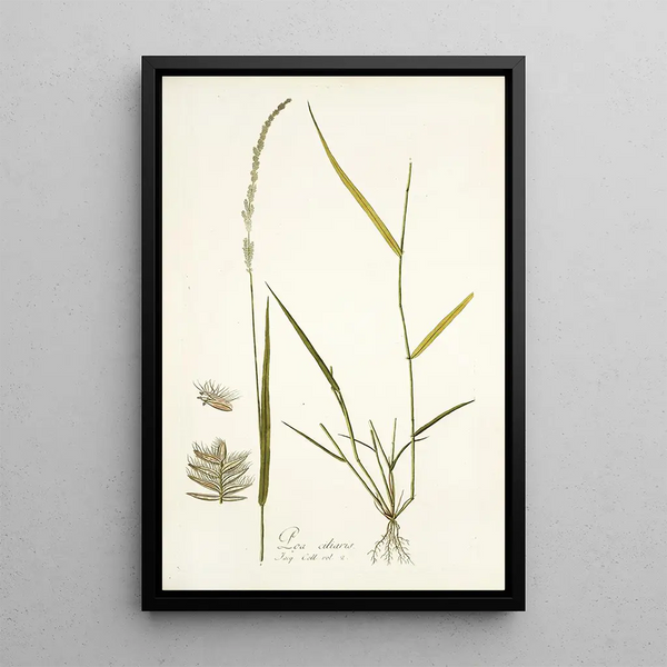 Nikolaus Joseph Freiherr von Jacquin - Poa ciliaris.webp