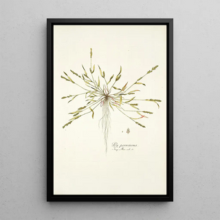 Nikolaus Joseph Freiherr von Jacquin - Poa peruviana.webp