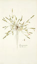Poa peruviana - Nikolaus Joseph Freiherr von Jacquin — weergave van het kunstwerk