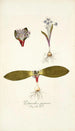 Polyanthes pygmaea - Nikolaus Joseph Freiherr von Jacquin — weergave van het kunstwerk