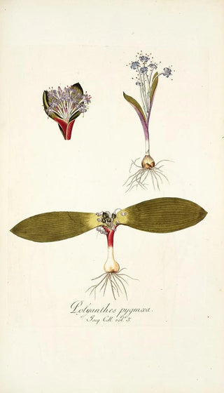 Nikolaus Joseph Freiherr von Jacquin - Polyanthes pygmaea.webp
