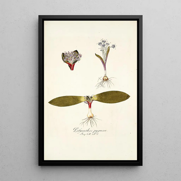 Nikolaus Joseph Freiherr von Jacquin - Polyanthes pygmaea.webp