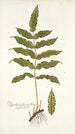 Polypodium fraxinifolium - Nikolaus Joseph Freiherr von Jacquin — weergave van het kunstwerk