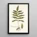 Polypodium fraxinifolium - Nikolaus Joseph Freiherr von Jacquin — ingelijst kunstwerk aan de muur