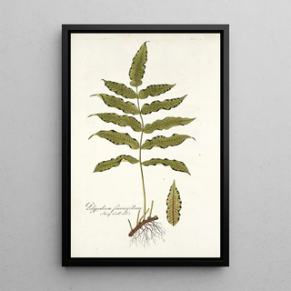 Nikolaus Joseph Freiherr von Jacquin - Polypodium fraxinifolium.webp