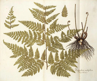 Nikolaus Joseph Freiherr von Jacquin - Polypodium multifidum.webp