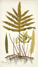 Polypodium phymatodes - Nikolaus Joseph Freiherr von Jacquin — weergave van het kunstwerk