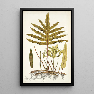 Nikolaus Joseph Freiherr von Jacquin - Polypodium phymatodes.webp