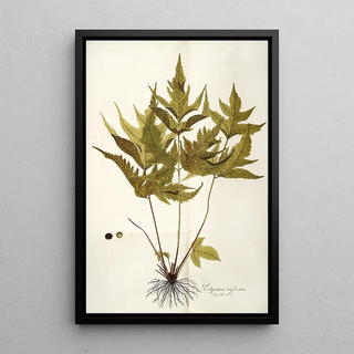 Nikolaus Joseph Freiherr von Jacquin - Polypodium trifoliatum.webp