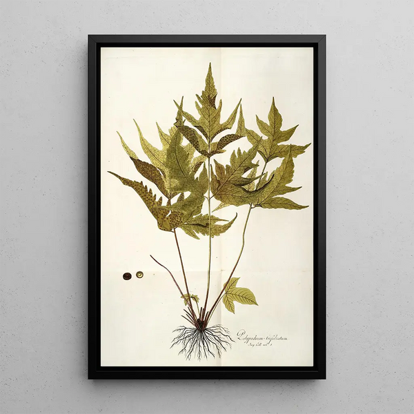 Nikolaus Joseph Freiherr von Jacquin - Polypodium trifoliatum.webp