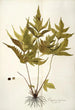 Polypodium trifoliatum - Nikolaus Joseph Freiherr von Jacquin — weergave van het kunstwerk