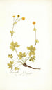 Potentilla salisburgensis - Nikolaus Joseph Freiherr von Jacquin — weergave van het kunstwerk