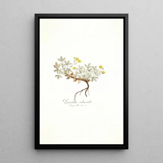 Nikolaus Joseph Freiherr von Jacquin - Potentilla subacaulis.webp