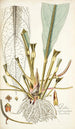 Pothos crassinervia - Nikolaus Joseph Freiherr von Jacquin — weergave van het kunstwerk