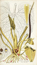 Pothos grandifolia - Nikolaus Joseph Freiherr von Jacquin — weergave van het kunstwerk