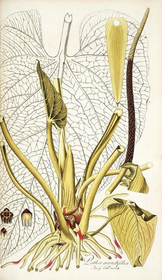 Nikolaus Joseph Freiherr von Jacquin - Pothos grandifolia.webp