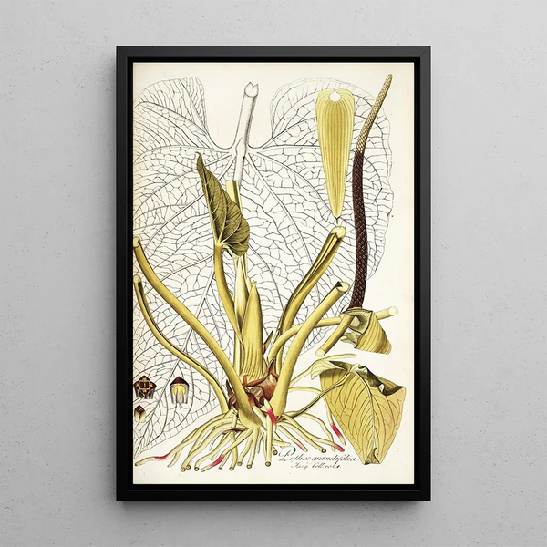 Nikolaus Joseph Freiherr von Jacquin - Pothos grandifolia.webp