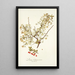 Prunus chamaecerasus - Nikolaus Joseph Freiherr von Jacquin — ingelijst kunstwerk aan de muur