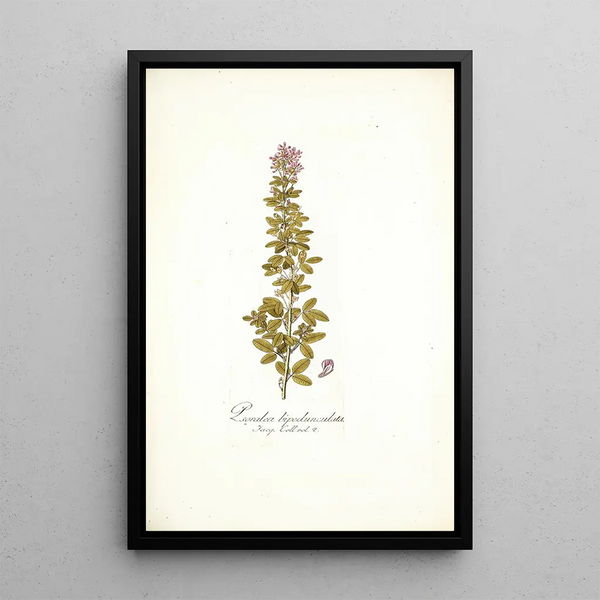 Nikolaus Joseph Freiherr von Jacquin - Psoralea bipedunculata.webp