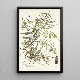 Nikolaus Joseph Freiherr von Jacquin - Pteris caudata.webp