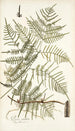 Pteris caudata - Nikolaus Joseph Freiherr von Jacquin — weergave van het kunstwerk
