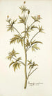 Ranunculus canadensis - Nikolaus Joseph Freiherr von Jacquin — weergave van het kunstwerk