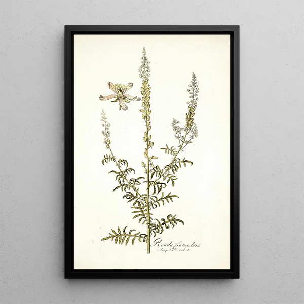 Nikolaus Joseph Freiherr von Jacquin - Reseda fruticolosa.webp