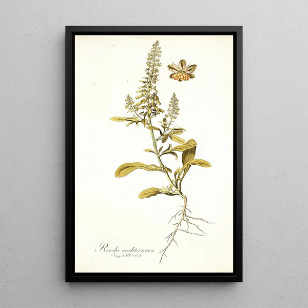 Nikolaus Joseph Freiherr von Jacquin - Reseda mediterranea.webp