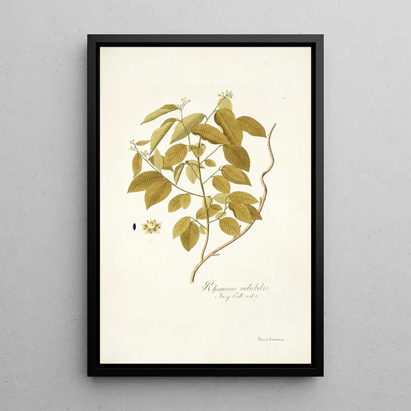 Nikolaus Joseph Freiherr von Jacquin - Rhamnus volubilis.webp