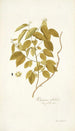 Rhamnus volubilis - Nikolaus Joseph Freiherr von Jacquin — weergave van het kunstwerk