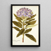 Rhododendron ponticum - Nikolaus Joseph Freiherr von Jacquin — ingelijst kunstwerk aan de muur