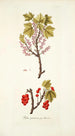 Ribes petraeum - Nikolaus Joseph Freiherr von Jacquin — weergave van het kunstwerk