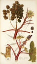 Ricinus inermis - Nikolaus Joseph Freiherr von Jacquin — weergave van het kunstwerk