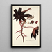 Ricinus lividus - Nikolaus Joseph Freiherr von Jacquin — ingelijst kunstwerk aan de muur
