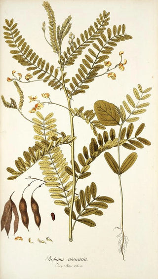 Nikolaus Joseph Freiherr von Jacquin - Robinia vesicaria.webp