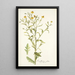 Rudbeckia alata - Nikolaus Joseph Freiherr von Jacquin — ingelijst kunstwerk aan de muur