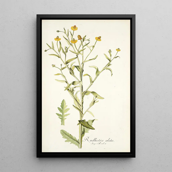 Nikolaus Joseph Freiherr von Jacquin - Rudbeckia alata.webp