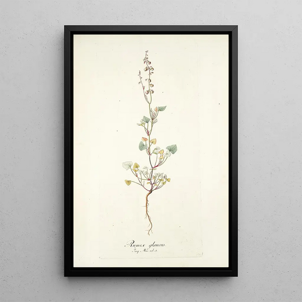 Nikolaus Joseph Freiherr von Jacquin - Rumex glaucus.webp