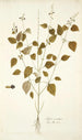 Salvia serotina - Nikolaus Joseph Freiherr von Jacquin — weergave van het kunstwerk