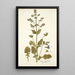 Salvia abyssinica - Nikolaus Joseph Freiherr von Jacquin — ingelijst kunstwerk aan de muur