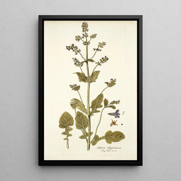 Nikolaus Joseph Freiherr von Jacquin - Salvia abyssinica.webp