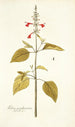 Salvia pseudococcinea - Nikolaus Joseph Freiherr von Jacquin — weergave van het kunstwerk