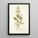 Salvia spinosa - Nikolaus Joseph Freiherr von Jacquin — ingelijst kunstwerk aan de muur