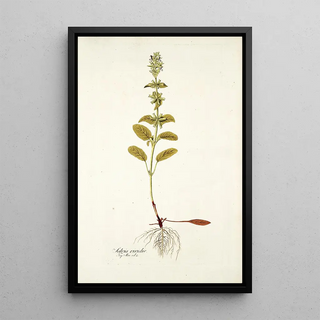 Nikolaus Joseph Freiherr von Jacquin - Salvia viridis.webp