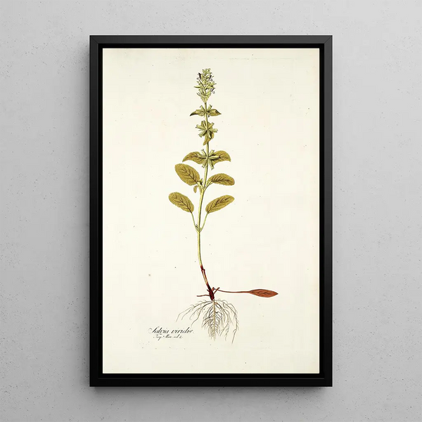 Nikolaus Joseph Freiherr von Jacquin - Salvia viridis.webp