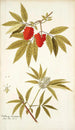Sambucus racemosa - Nikolaus Joseph Freiherr von Jacquin — weergave van het kunstwerk