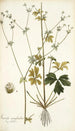 Sanicula marilandica - Nikolaus Joseph Freiherr von Jacquin — weergave van het kunstwerk