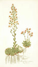 Saxifraga mutata - Nikolaus Joseph Freiherr von Jacquin — weergave van het kunstwerk